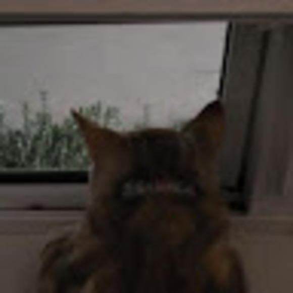 Meet your Posher, Jazel - Picture 1 of 1